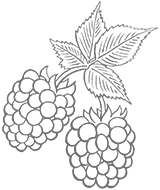 Blackberries